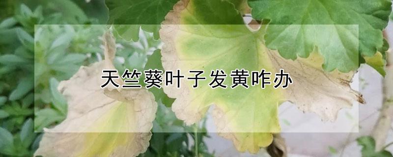 天竺葵叶子发黄咋办（天竺葵叶子发黄干枯还能活吗）