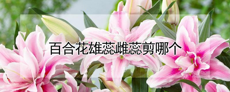 百合花雄蕊雌蕊剪哪个 如果把百合花的雌雄蕊都剪掉是否会长久