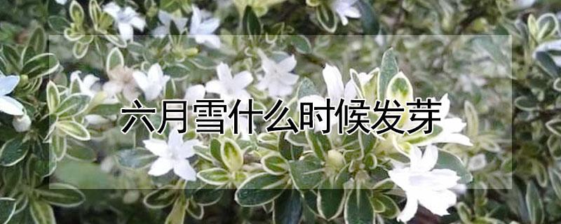 六月雪什么时候发芽 六月雪何时发芽