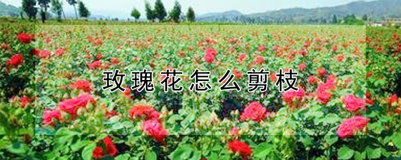 玫瑰花怎么剪枝（玫瑰花怎么剪枝放花瓶）