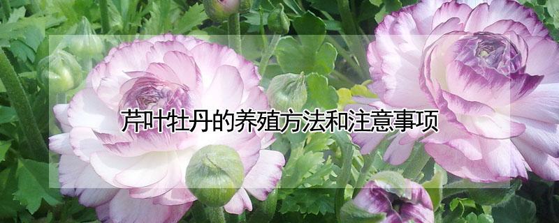 芹叶牡丹的养殖方法和注意事项（牡丹花的种植方法和时间）