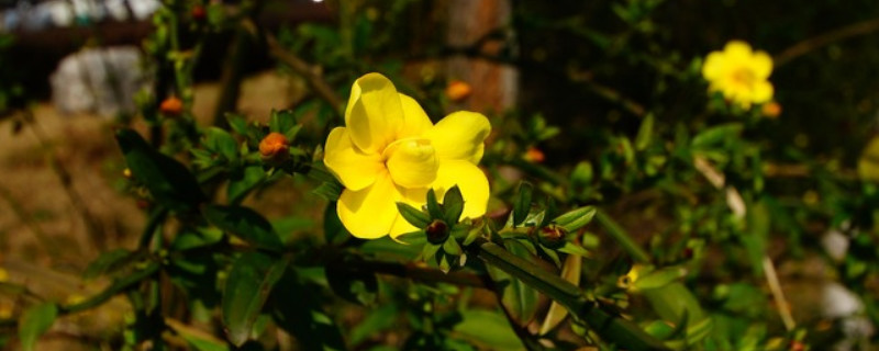 迎春花花瓣是什么形状 迎春花的花瓣颜色及数量