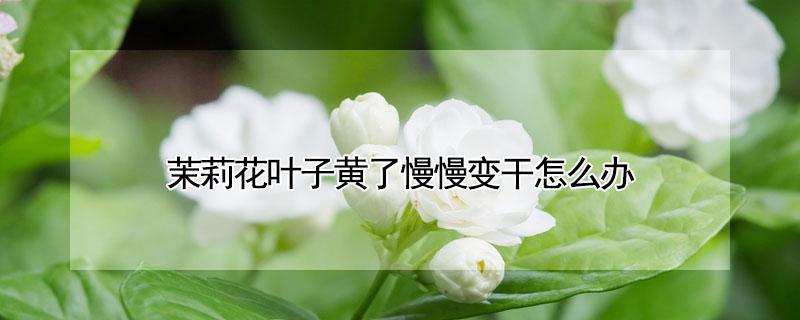 茉莉花叶子黄了慢慢变干怎么办（茉莉花叶子黄了慢慢变干怎么办视频）