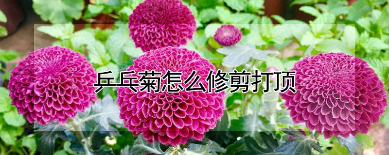 乒乓菊怎么修剪打顶 乒乓菊的修剪方法(花后修剪+花前修剪