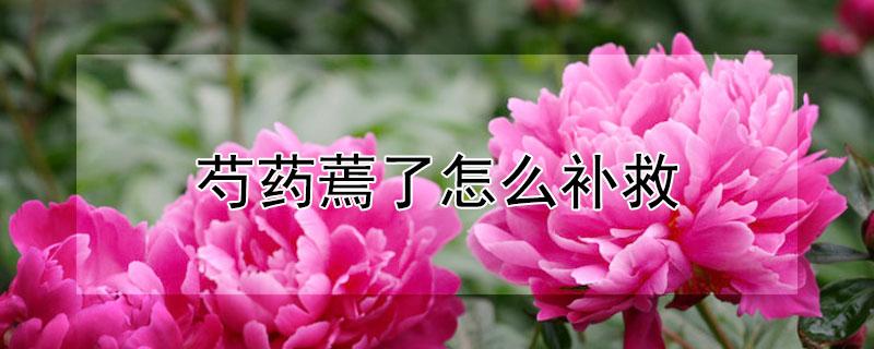 芍药蔫了怎么补救（芍药蔫了怎么回事）