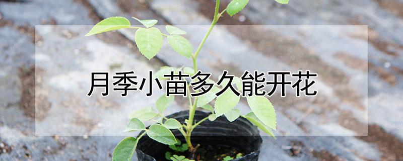 月季小苗多久能开花（月季小苗多久能开花啊）