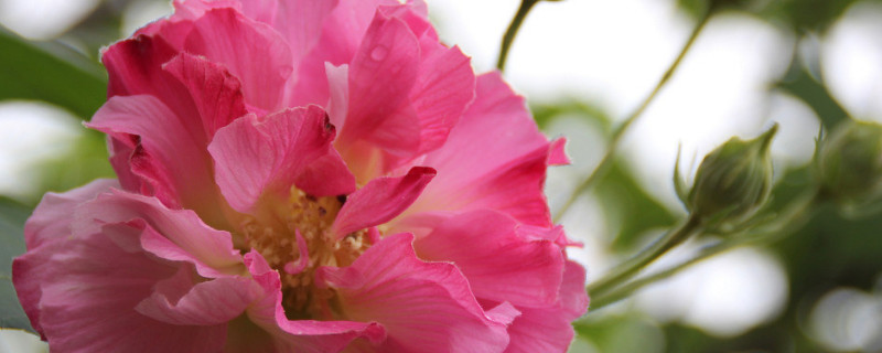 芙蓉花叶子没了咋回事（芙蓉花叶子太多怎么办）