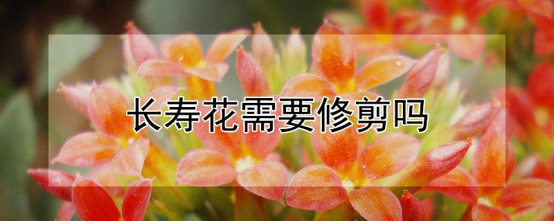 长寿花需要修剪吗 长寿花需要修剪吗