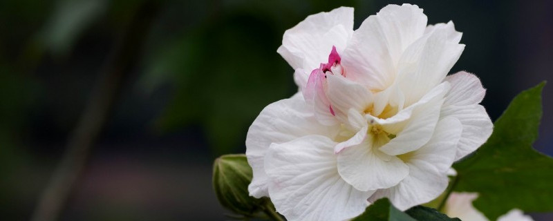 芙蓉花如何换盆浇水养护 芙蓉花怎样换盆