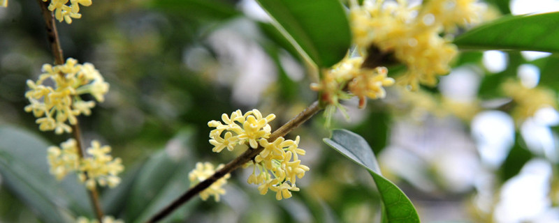 桂花秋天移栽能活吗（秋季移栽桂花树多久能生根）