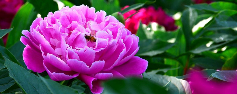 芍药花移栽要露花芽吗 芍药花移栽要露花芽吗图片