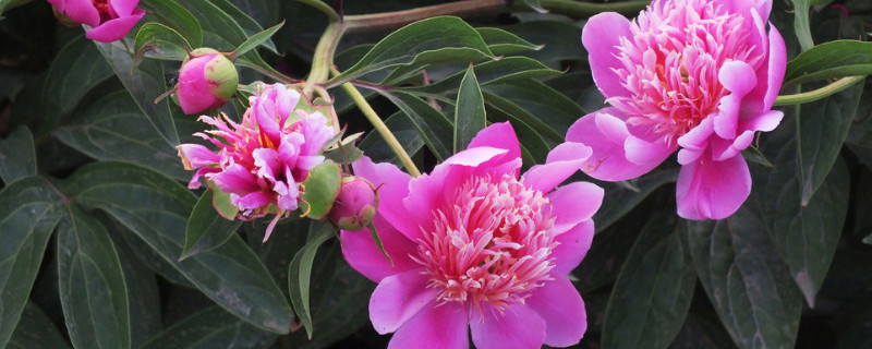 芍药如何施肥 芍药 施肥