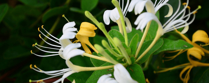 金银花什么时候开花（金银花什么时候开花什么时候采摘）