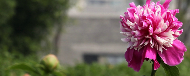 芍药花夏季开花吗 芍药花夏天开吗