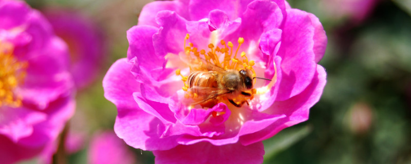 月季花长虫子怎么治（月季花长了虫子怎么办）