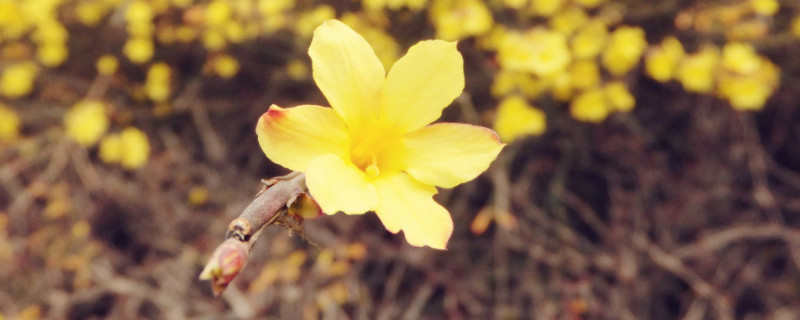 迎春花秋天能移栽吗 迎春花秋天能移栽吗图片