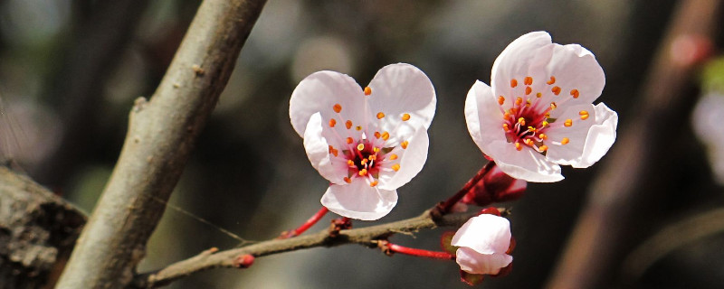 樱花病虫害症状与防治（樱花病虫害的防治）