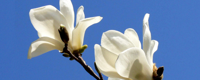 玉兰花什么时候开花（山东玉兰花什么时候开花）