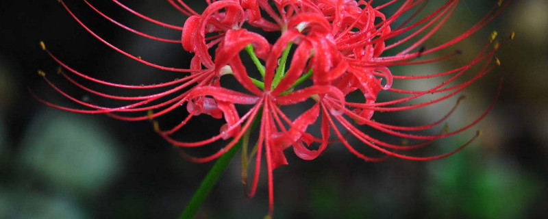 彼岸花秋天长叶子是怎么回事（彼岸花秋天种植什么时候开花）