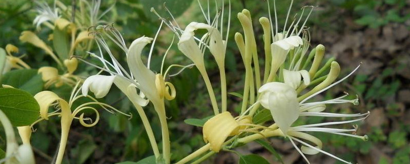 金银花苗移栽后落叶怎么办 金银花移栽后叶子全掉光