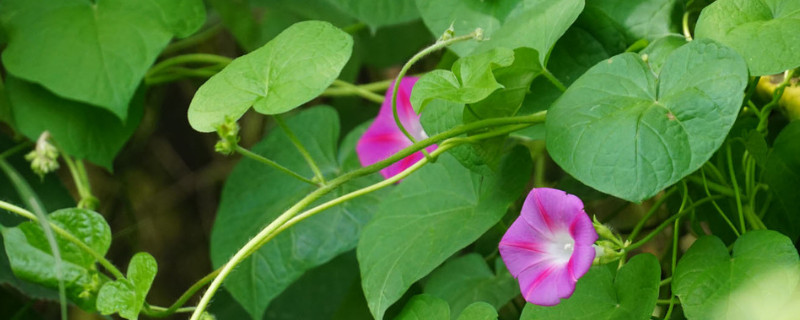 牵牛花移栽多久可以缓苗（牵牛花移栽时间）