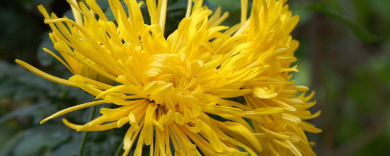 菊花有多高 菊花有多高?花瓣开多少