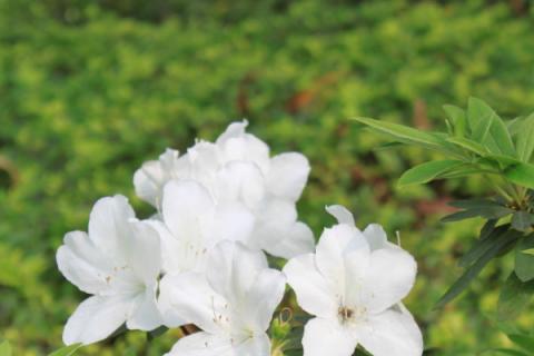 杜鹃花秋季开花期怎样养护