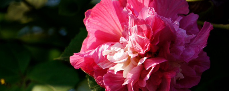 芙蓉花叶子多可以弄掉吗（芙蓉花叶子太多怎么办）