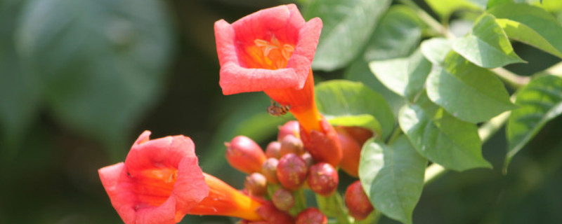 凌霄花几月发芽（凌霄花几月发芽几月落叶）