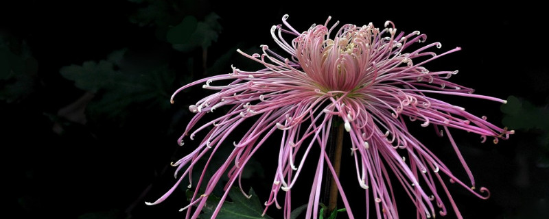 水培菊花怎么养大 怎样水培菊花