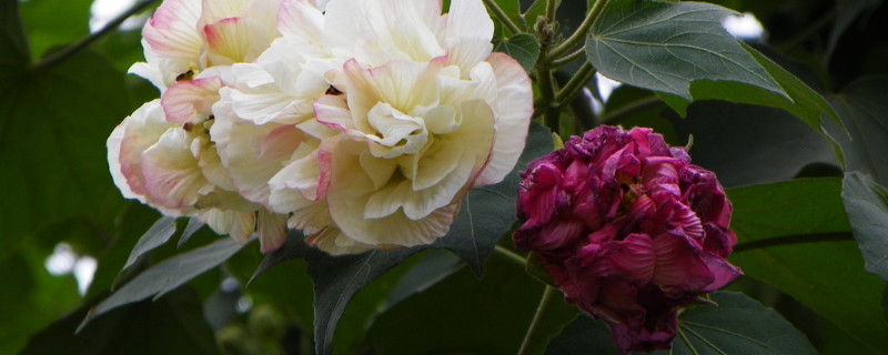 芙蓉花水栽可以么 芙蓉花浇水的方法