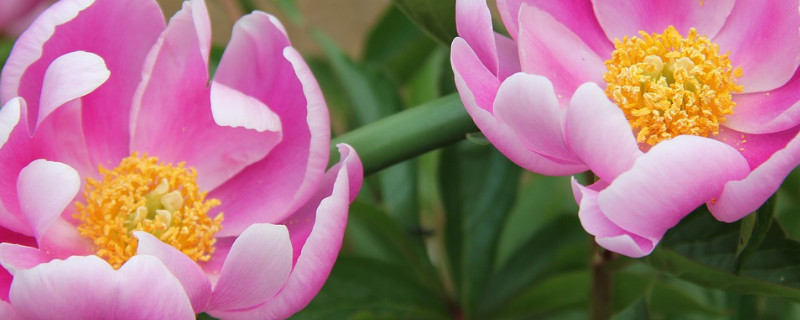 芍药夏天浇水怎么养 芍药夏天养护