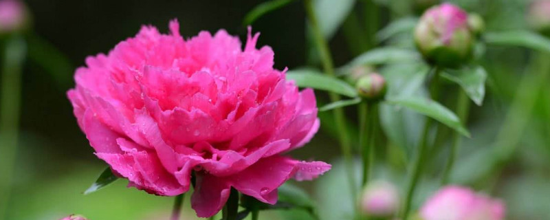 芍药花冬天需要移到室内吗（芍药花冬天需要移到室内吗视频）