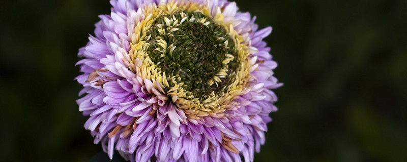 菊花修剪后还能再开花吗（菊花修剪后怎么护理）