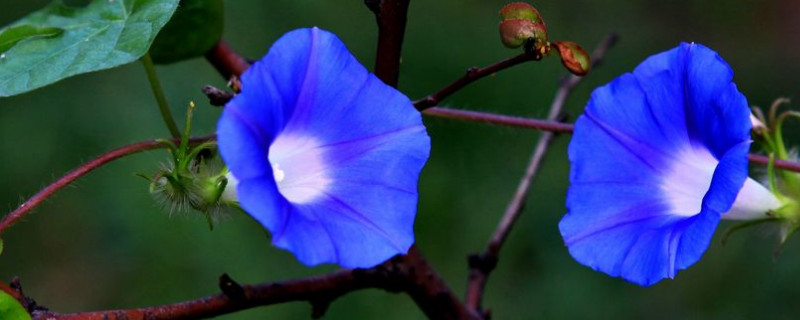 牵牛花烂根怎么办 牵牛花烂根怎么办呢