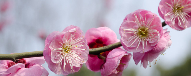 梅花为什么不怕冷（梅花为什么不怕冷20字）