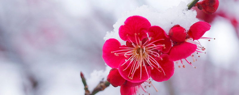 梅花的雅称（梅花的雅称或别称有哪些）