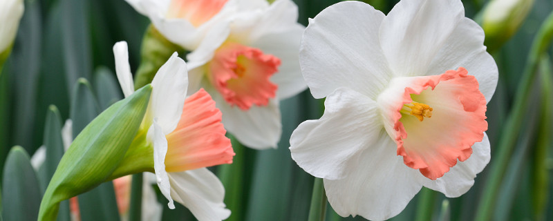 水仙花怎样叫它开花（水仙花怎么能开花）