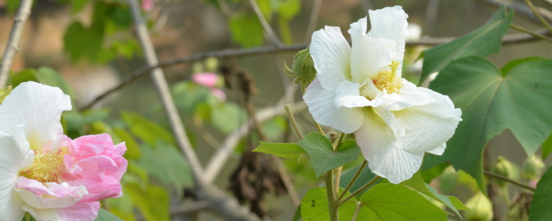 芙蓉花叶子长斑是怎么回事 芙蓉花叶子黄了怎么补救