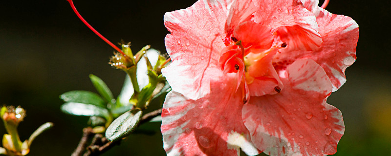 杜鹃花生长期什么时候 杜鹃花生长季节