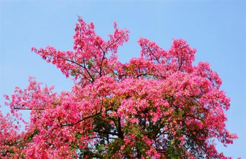 木棉花简介（木棉花简介20个字）