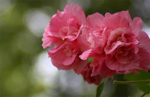 木芙蓉简介及图片大全（木芙蓉图片和介绍）