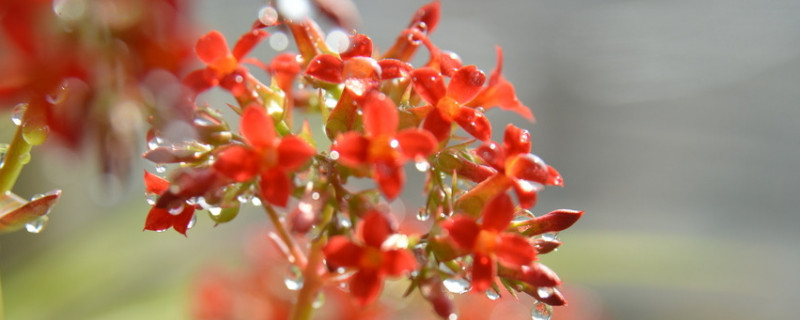 长寿花怎样打顶摘心（长寿花打顶摘心最佳时间）