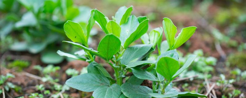 蚕豆苗怎样种植（蚕豆苗怎样种植的）