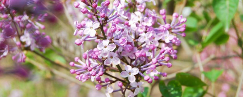 盆栽丁香花怎么过冬（盆栽丁香花过冬的方法）