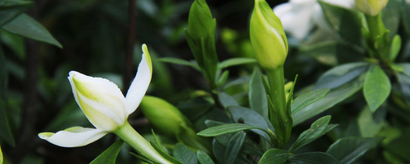 栀子花夏天可以移植吗（栀子花夏天可以移盆吗）