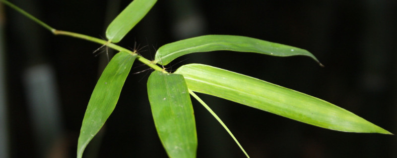 竹子怕冻吗 竹子冬天怕冻吗