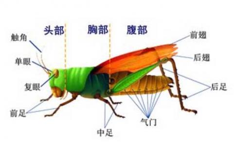 蝗虫的呼吸器官是什么（蝗虫的呼吸器官是什么在哪里）