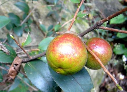 油茶树（油茶树几年才能结果）