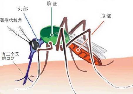 蚊子图片（蚊子咬的红疙瘩图片）